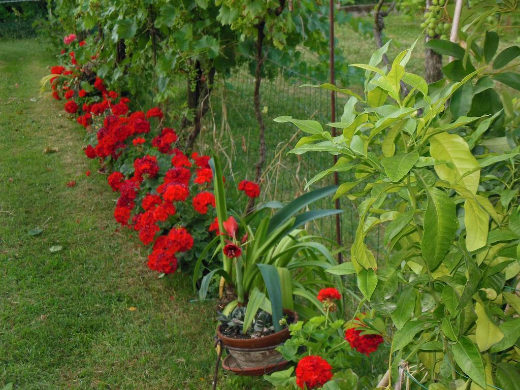 Al Pic De Corone Bed & Breakfast Terzo d' Aquileia Dış mekan fotoğraf